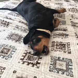 Meet your Posher, Rory